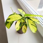 Ctenanthe oppenheimiana - obrazek 2