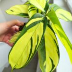 Ctenanthe oppenheimiana - obrazek 8