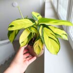 Ctenanthe oppenheimiana - obrazek 7