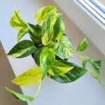 Epipremnum Churchill Gold - obrazek 2