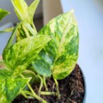 Epipremnum Churchill Gold - obrazek 8