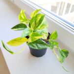 Epipremnum Churchill Gold - obrazek 9