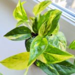 Epipremnum Churchill Gold - obrazek 10