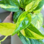 Epipremnum Churchill Gold - obrazek 7