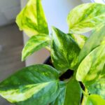 Epipremnum Churchill Gold - obrazek 6