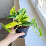 Epipremnum Churchill Gold - obrazek 5