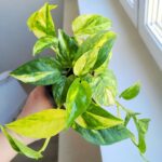 Epipremnum Churchill Gold - obrazek 4