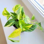 Epipremnum Churchill Gold