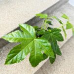 Fatsia Japonica Green Leaf - obrazek 5