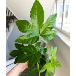 Fatsia Japonica Green Leaf - obrazek 2