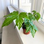 Fatsia Japonica Green Leaf - obrazek 6