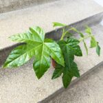 Fatsia Japonica Green Leaf