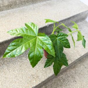 Fatsia Japonica Green Leaf