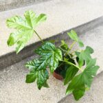 Fatsia Japonica Green Leaf - obrazek 4