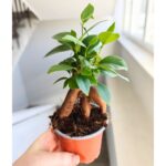 Ficus / Fikus microcarpa Retusa ginseng