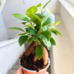 Ficus / Fikus microcarpa Retusa ginseng - obrazek 7