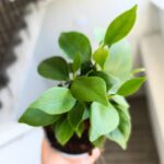 Ficus / Fikus microcarpa Retusa ginseng - obrazek 6