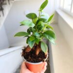 Ficus / Fikus microcarpa Retusa ginseng - obrazek 5