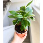 Ficus / Fikus microcarpa Retusa ginseng - obrazek 4