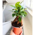 Ficus / Fikus microcarpa Retusa ginseng - obrazek 3