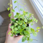 Ficus / Fikus pumila 'White Sunny' ms - obrazek 4