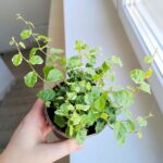 Ficus / Fikus pumila 'White Sunny' ms - obrazek 3
