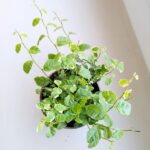 Ficus / Fikus pumila 'White Sunny' ms - obrazek 2