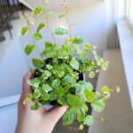 Ficus / Fikus pumila 'White Sunny' ms - obrazek 7