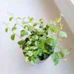 Ficus / Fikus pumila 'White Sunny' ms - obrazek 6