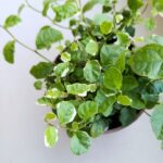 Ficus / Fikus pumila 'White Sunny' ms