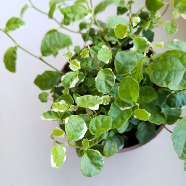 ficus pumila white sunny (6) Ficus / Fikus pumila 'White Sunny' ms - obrazek 1