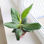 Ficus / Fikus Benghalensis - obrazek 3