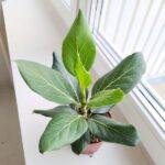 Ficus / Fikus Benghalensis - obrazek 2