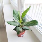Ficus / Fikus Benghalensis - obrazek 9