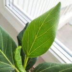 Ficus / Fikus Benghalensis - obrazek 8