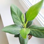 Ficus / Fikus Benghalensis