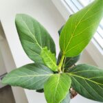 Ficus / Fikus Benghalensis - obrazek 6