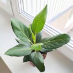 Ficus / Fikus Benghalensis - obrazek 5