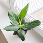 Ficus / Fikus Benghalensis - obrazek 4