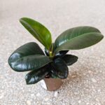Fikus / Ficus elastica SOFIA - obrazek 3