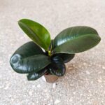 Fikus / Ficus elastica SOFIA - obrazek 2