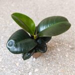 Fikus / Ficus elastica SOFIA - obrazek 6