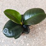 Fikus / Ficus elastica SOFIA - obrazek 5