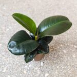 Fikus / Ficus elastica SOFIA - obrazek 4