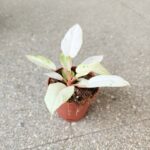 Filodendron / Philodendron Snowdrift - obrazek 12