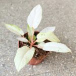 Filodendron / Philodendron Snowdrift - obrazek 10