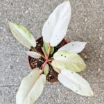 Filodendron / Philodendron Snowdrift - obrazek 9