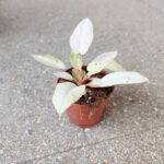 Filodendron / Philodendron Snowdrift - obrazek 15