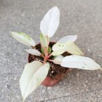 Filodendron / Philodendron Snowdrift