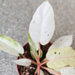 Filodendron / Philodendron Snowdrift - obrazek 11